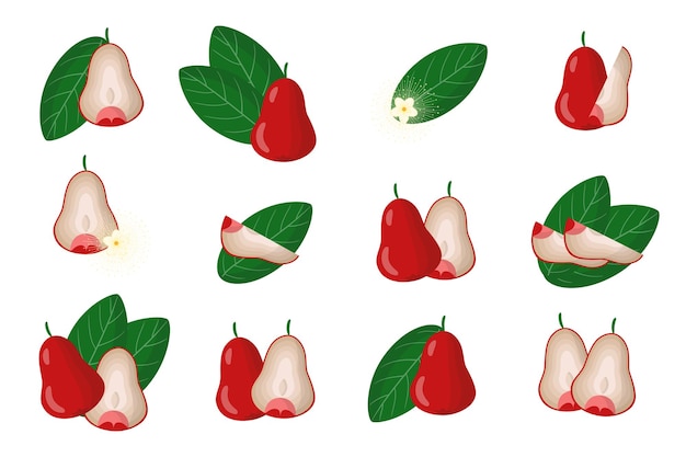 Conjunto de ilustraciones con frutas exóticas de manzana rosa, flores y hojas aisladas sobre fondo blanco.