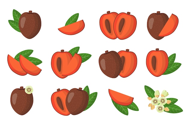 Conjunto de ilustraciones con frutas exóticas de zapote, flores y hojas aisladas sobre fondo blanco.