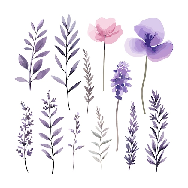 Conjunto de ilustraciones de lavanda púrpura y flor blanca