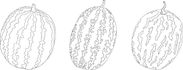 Conjunto de ilustraciones de líneas de sandía Conjunto vectorial de frutas de sandía Páginas para colorear sandía