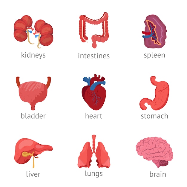 Conjunto de ilustraciones de órganos internos, cerebro, corazón, estómago, riñones, pulmones, vejiga, hígado, bazo e intestinos.