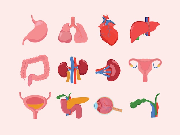 Vector conjunto de ilustraciones de órganos internos humanos