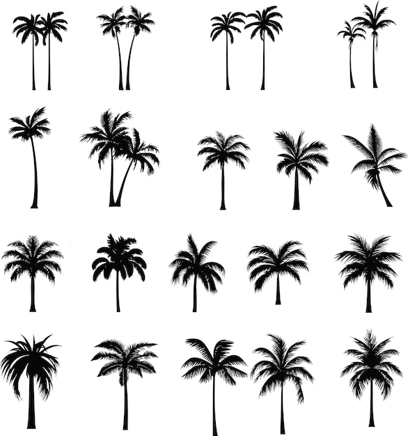 conjunto de ilustraciones de palmeras diseño tropical palmeras exóticas playas vibraciones gráficos de verano arte vectorial