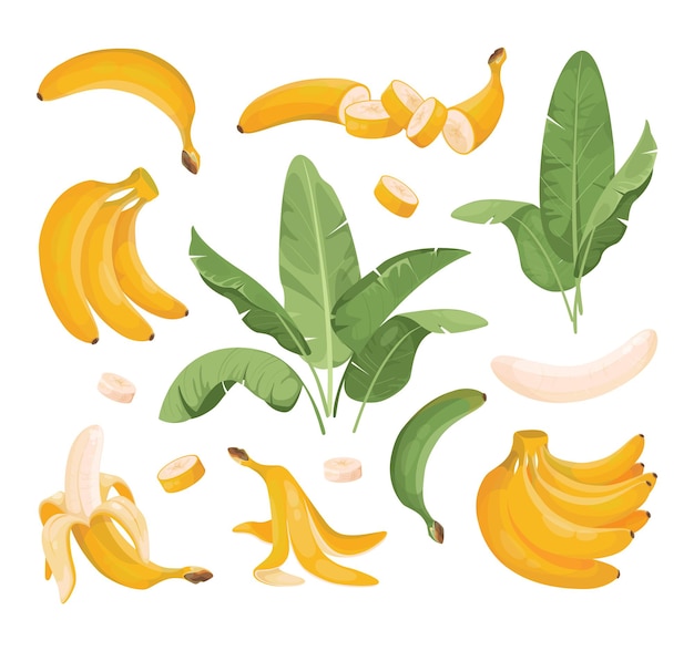 Vector conjunto de ilustraciones de plátano.