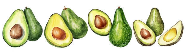 Conjunto de ilustraciones vectoriales de acuarela de aguacate