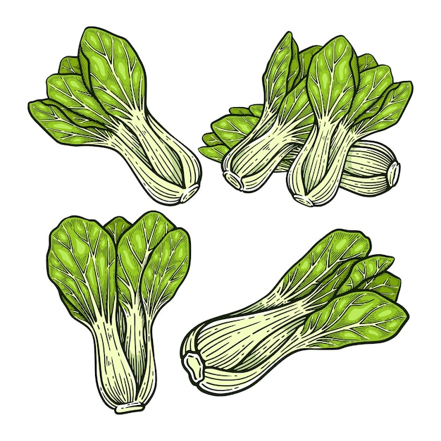 Conjunto de ilustraciones vectoriales antiguas dibujadas a mano de Pak Choi o Bok Choy