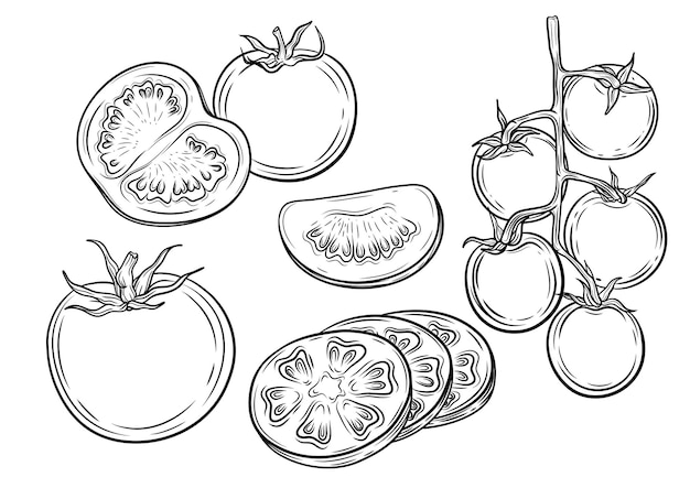Conjunto de ilustraciones vectoriales de arte de línea de tomates en rodajas tomates cerezas tomates vides de tomate