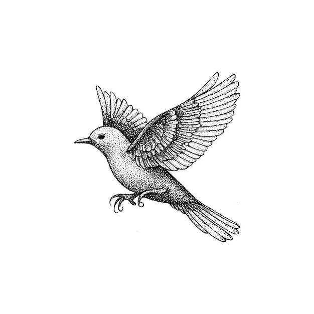 Conjunto de ilustraciones vectoriales de aves grabadas