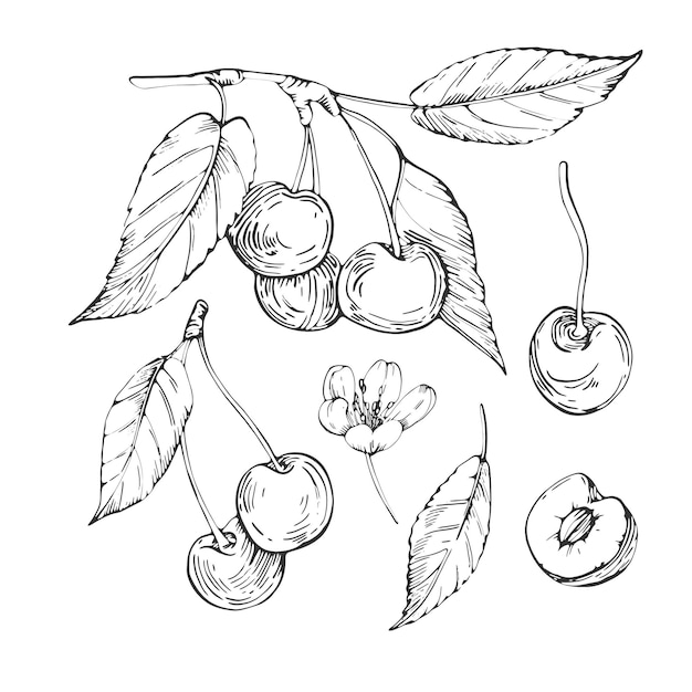 Conjunto de ilustraciones vectoriales en blanco y negro dibujadas a mano con tinta