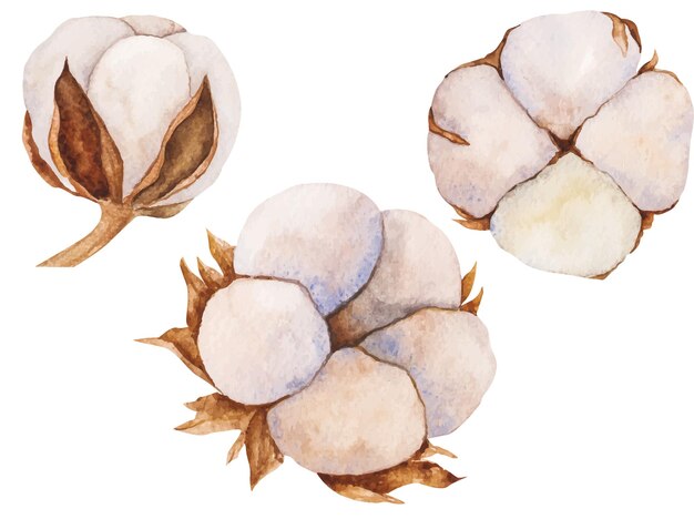 Conjunto de ilustraciones vectoriales de cogollos de algodón y hojas secas Cliparts aislados Composición botánica realista Invitación de boda Set de vacaciones de invierno Decoraciones de cliparts de Año Nuevo Tarjeta de felicitación