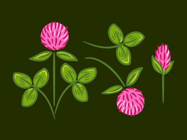 Un conjunto de ilustraciones vectoriales detalladas de trébol rojo que muestra sus vibrantes flores y distintivas