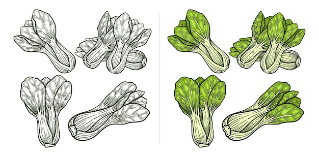 Conjunto de ilustraciones vectoriales dibujadas a mano de Pak Choi o Bok Choy