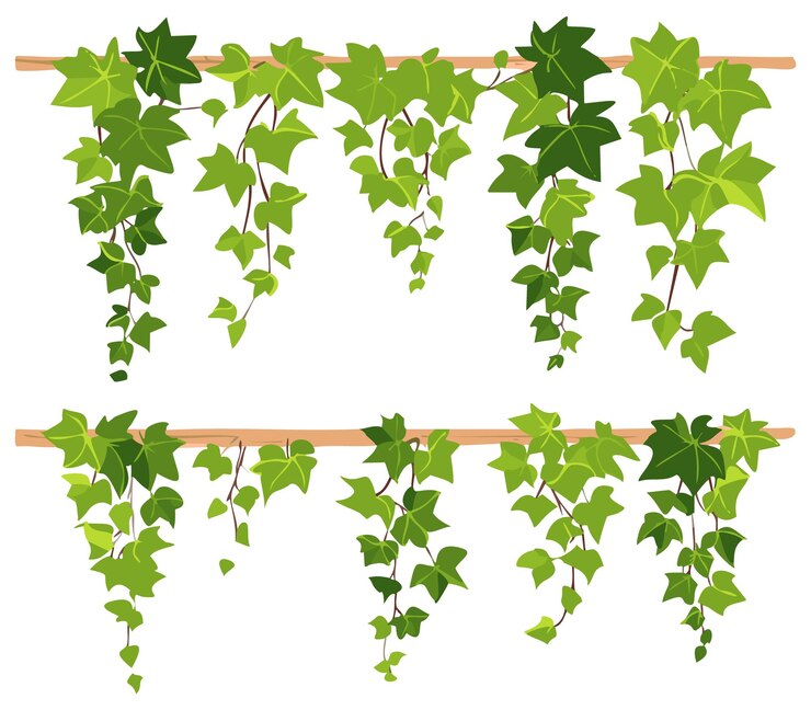 Vector conjunto de ilustraciones vectoriales de dibujos animados de ivy verde colección de tallos de liana de uva que salen de las hojas trepantes