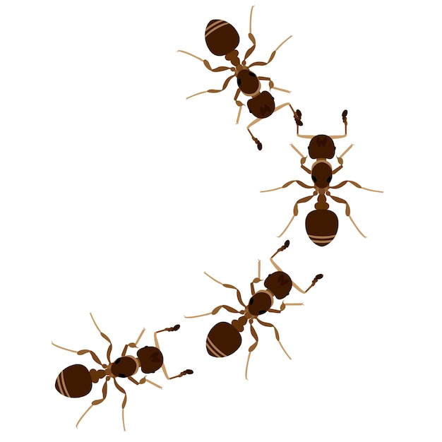 Conjunto de ilustraciones vectoriales de diseños de animales de hormigas marrones aisladas sobre un fondo blanco