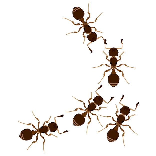 Conjunto de ilustraciones vectoriales de diseños de animales de hormigas marrones aisladas sobre un fondo blanco