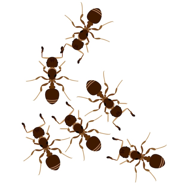 Conjunto de ilustraciones vectoriales de diseños de animales de hormigas marrones aisladas sobre un fondo blanco