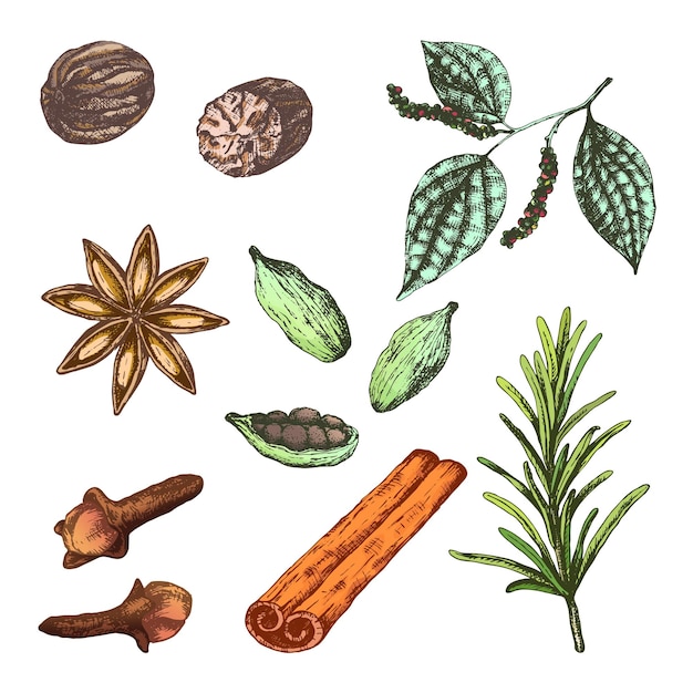 Conjunto de ilustraciones vectoriales con especias para vino caliente Ingredientes de la Colección Feliz Navidad hierbas nuez moscada pimienta anís clavo y romero y cardamomo Bueno para café y bar y diseño de paquetes