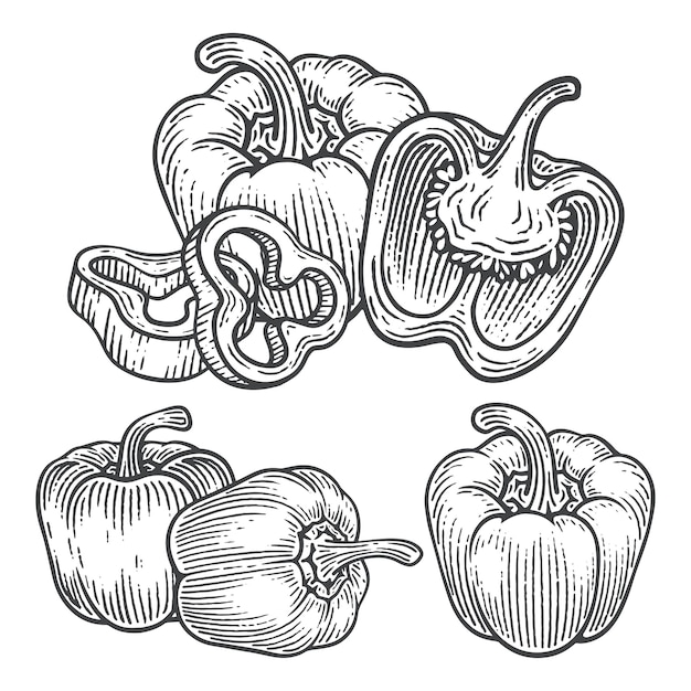 Conjunto de ilustraciones vectoriales de estilo de grabado de pimienta de campana dibujadas a mano