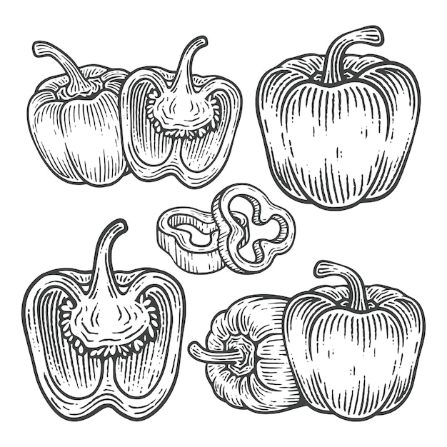 Conjunto de ilustraciones vectoriales de estilo de grabado de pimienta de campana dibujadas a mano