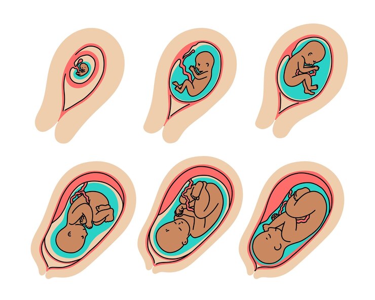 Vector conjunto de ilustraciones vectoriales del feto en el útero etapas del embarazo