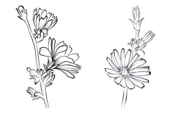 Conjunto de ilustraciones vectoriales de flores de achicoria dibujadas a mano en blanco y negro