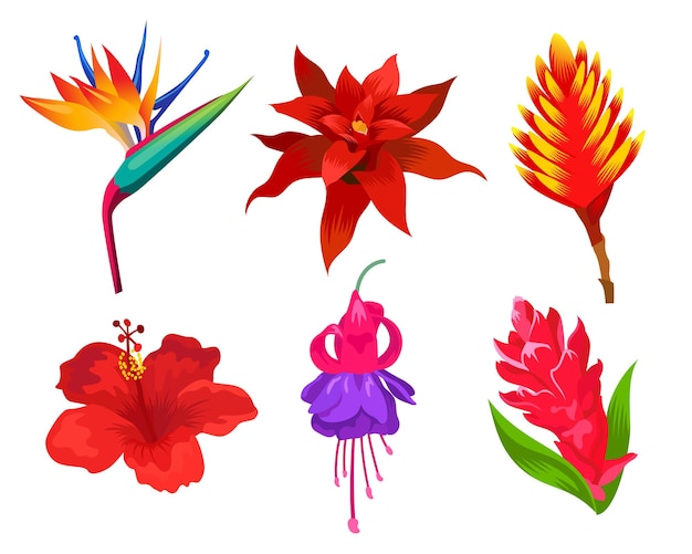 Vector conjunto de ilustraciones vectoriales de flores exóticas. colección de dibujo de plantas silvestres hawaianas, polinesias o caribeñas aisladas sobre fondo blanco. naturaleza, verano, viajes, concepto de jardín para diseño floral