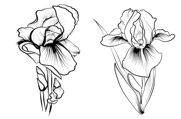 Un conjunto de ilustraciones vectoriales de flores de iris dibujadas a mano