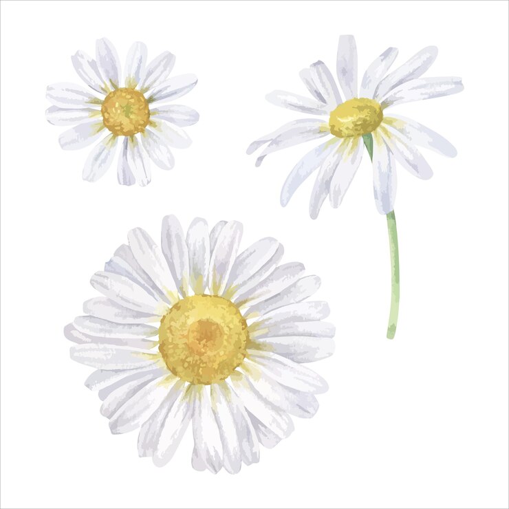 Vector conjunto de ilustraciones vectoriales de flores de margarita arte de clip dibujado a mano de manzanilla blanca en un fondo aislado dibujos botánicos en acuarela de un ramo de margarita pintura de hierba floral