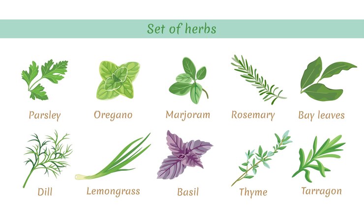 Vector conjunto de ilustraciones vectoriales de hierbas perfumadas
