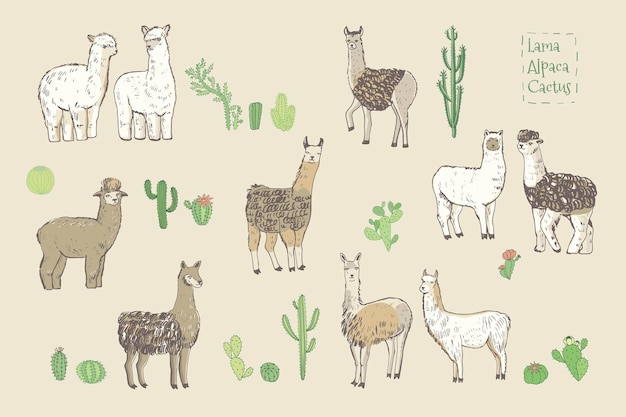 Conjunto de ilustraciones vectoriales de llama alpaca