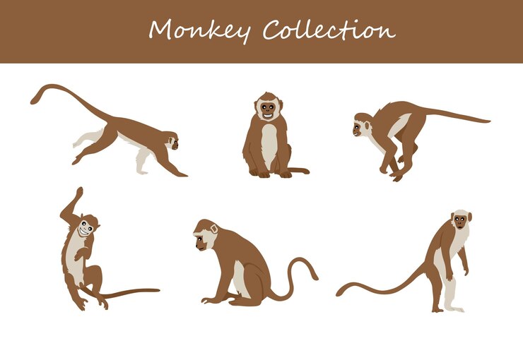 Vector conjunto de ilustraciones vectoriales de monos monos lindos aislados sobre un fondo blanco