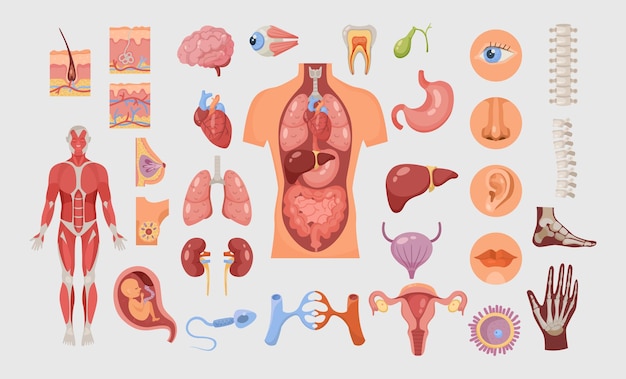 Vector conjunto de ilustraciones vectoriales de órganos internos y partes del cuerpo humano