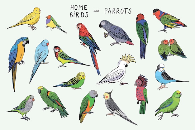 Conjunto de ilustraciones vectoriales de pájaros loros