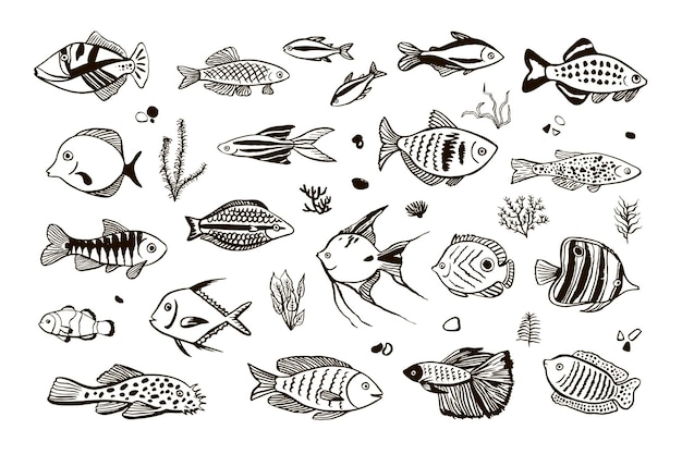 Conjunto de ilustraciones vectoriales de peces tropicales