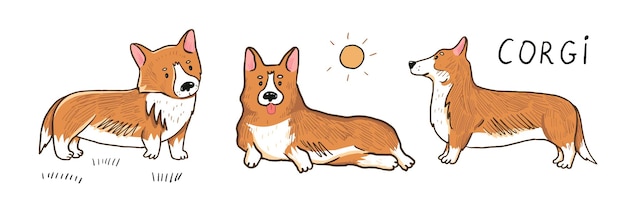 Conjunto de ilustraciones vectoriales de perros Corgi