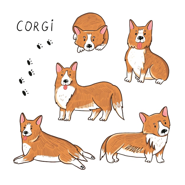 Conjunto de ilustraciones vectoriales de perros Corgi
