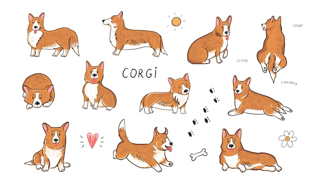 Conjunto de ilustraciones vectoriales de perros Corgi