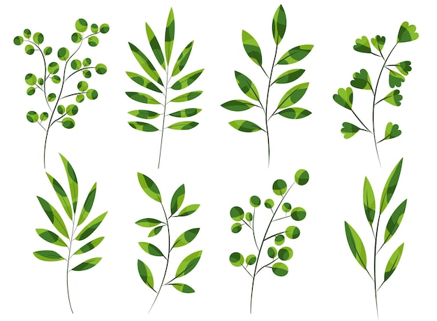 Conjunto de ilustraciones vectoriales de ramas verdes con hojas
