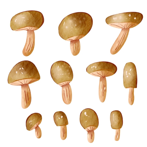 Conjunto de ilustraciones vectoriales de setas de acuarela