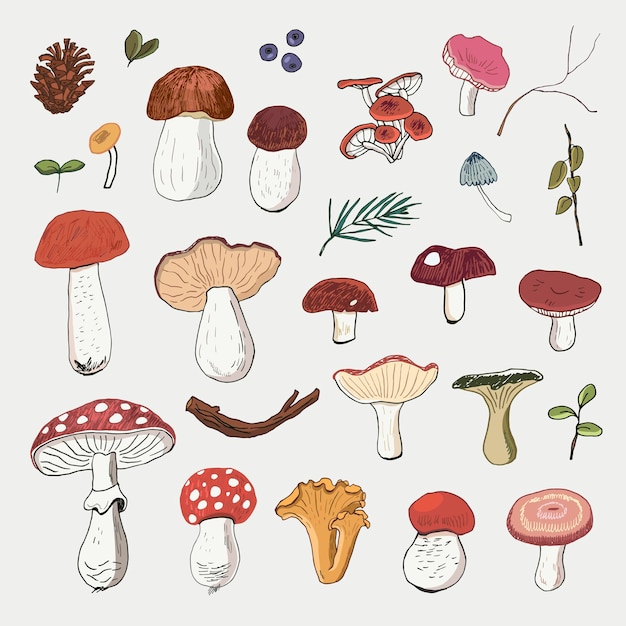 Conjunto de ilustraciones vectoriales de setas del bosque