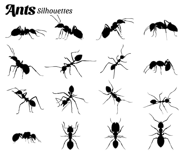 Conjunto de ilustraciones vectoriales de siluetas de animales insectos hormiga