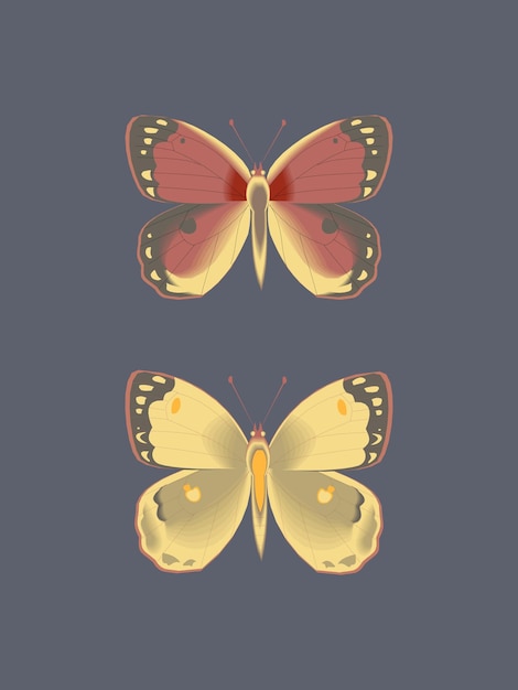 Vector conjunto de ilustraciones vectoriales de stylist butterfly