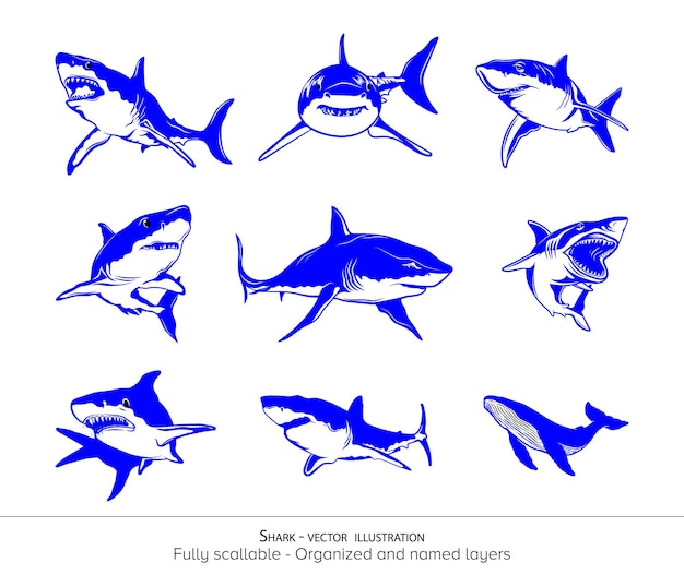 El conjunto de ilustraciones vectoriales del tiburón ballena Colección Bundle Fondo transparente blanco