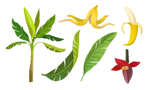 Vector conjunto ilustrado de vectores de plantas de plátano con hojas y frutas aisladas en fondo blanco concepto de flora rica tropical