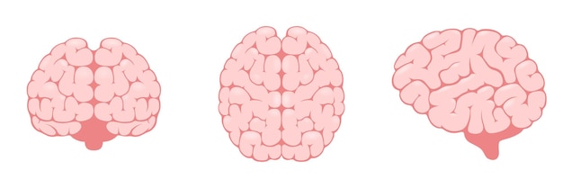 Vector conjunto de imágenes en color del cerebro