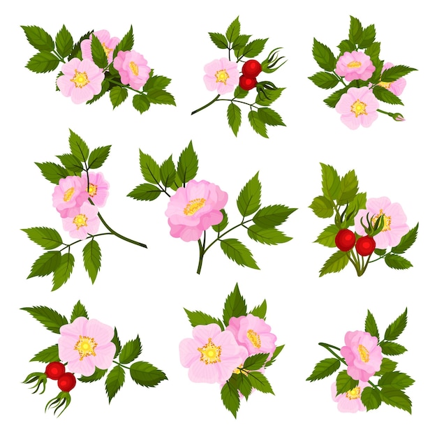 Conjunto de imágenes de flores rosadas de rosa silvestre ilustración vectorial sobre fondo blanco