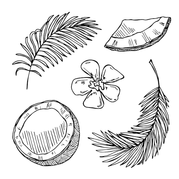 Conjunto de imágenes prediseñadas de coco Icono de nuez dibujado a mano Ilustración tropical Para decoración de diseño web impreso