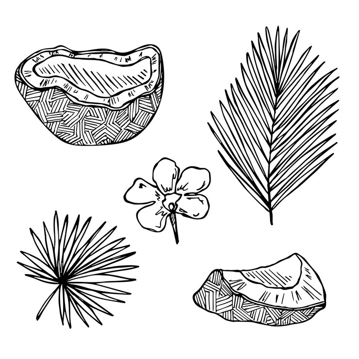 Vector conjunto de imágenes prediseñadas de coco icono de nuez dibujado a mano ilustración tropical para decoración de diseño web impreso