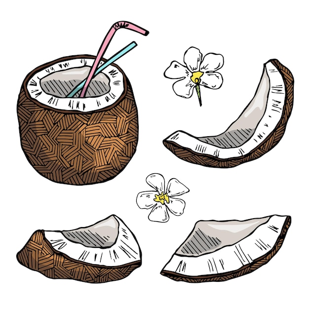 Conjunto de imágenes prediseñadas de coco icono de nuez dibujado a mano ilustración tropical para decoración de diseño web impreso