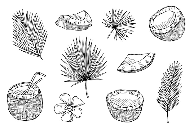 Conjunto de imágenes prediseñadas de coco Icono de nuez dibujado a mano Ilustración tropical Para decoración de diseño web impreso
